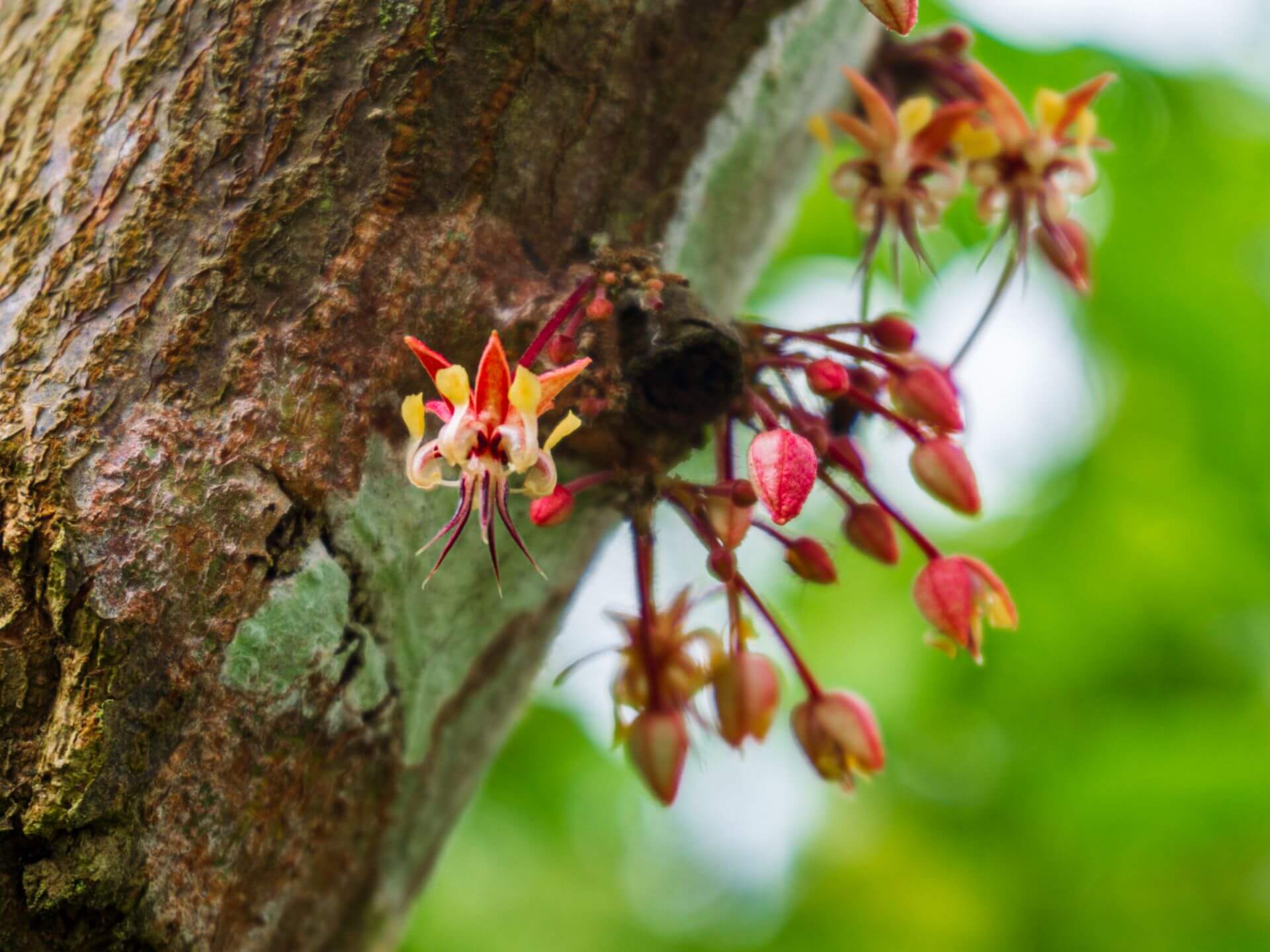 Cacao Click Agrotecnology en campo flores cacao