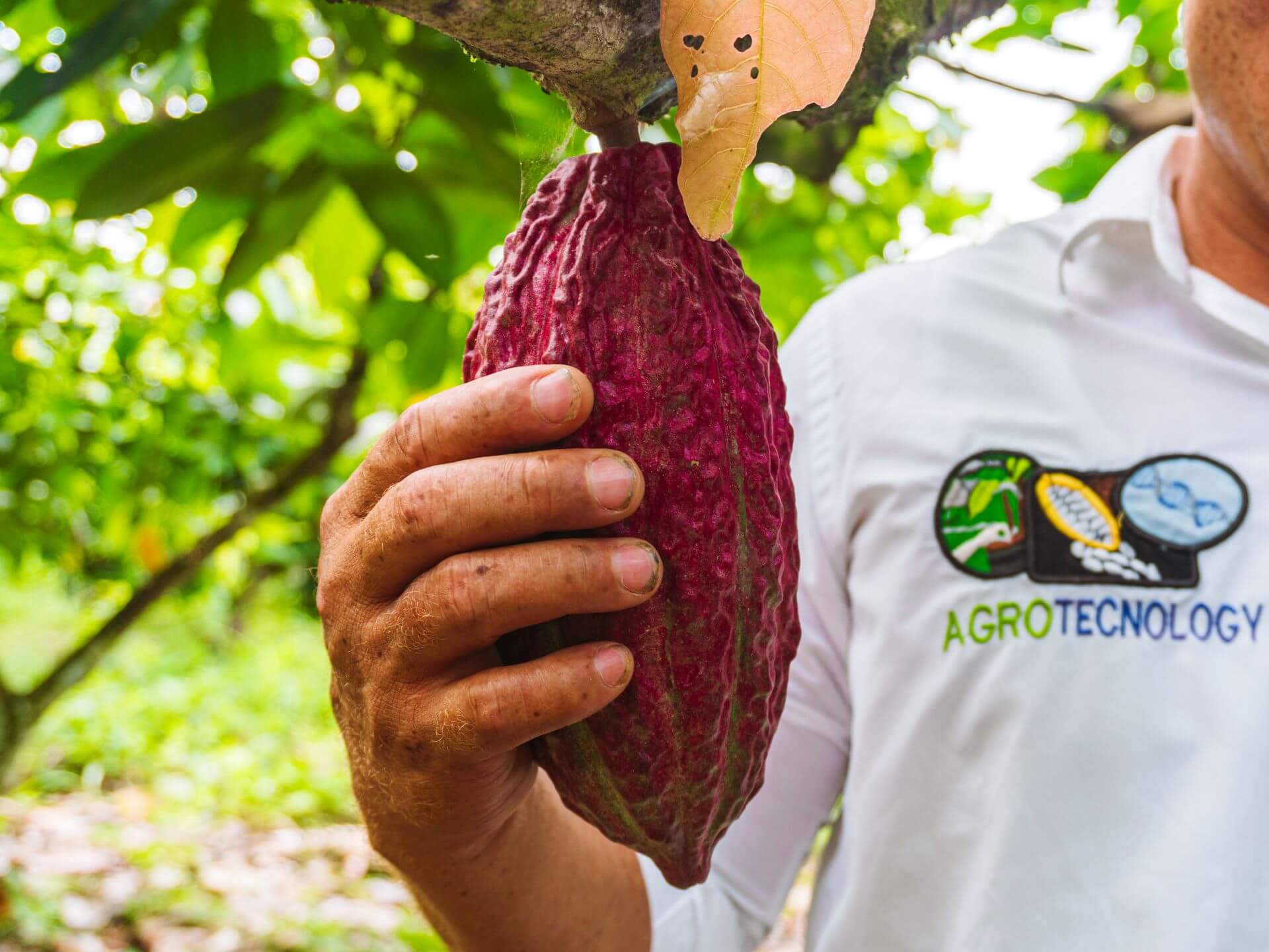 Cacao Click Agrotecnology en campo