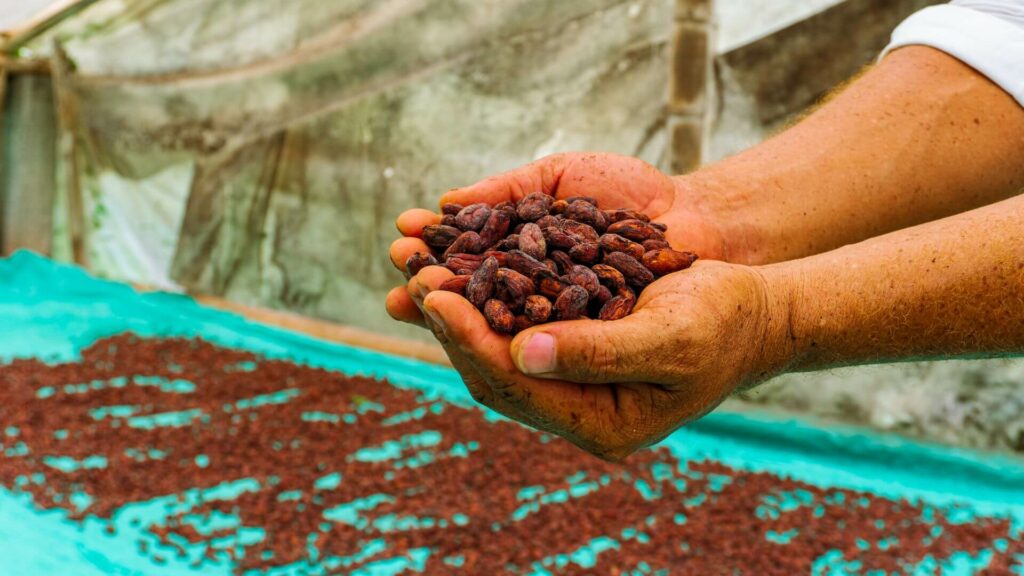 Los Sorprendentes Beneficios del Cacao Orgánico y Puro